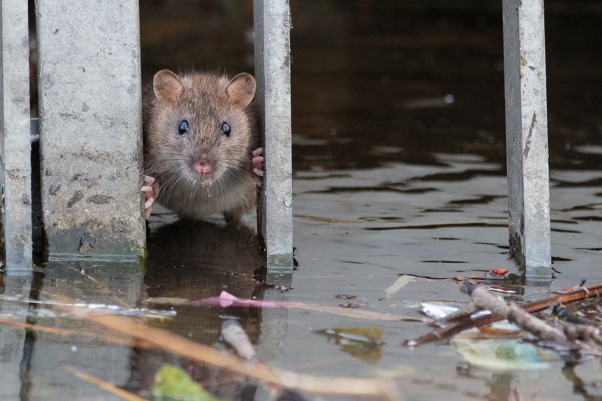 Incidenza della leptospirosi dopo le alluvioni